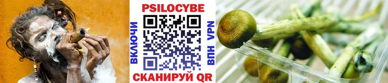 как найти закладки  Талдом  Псилоцибиновые грибы Psilocybine cubensis 